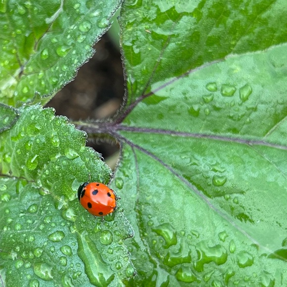 Meet your Posher, Lex - Picture 3 of 6